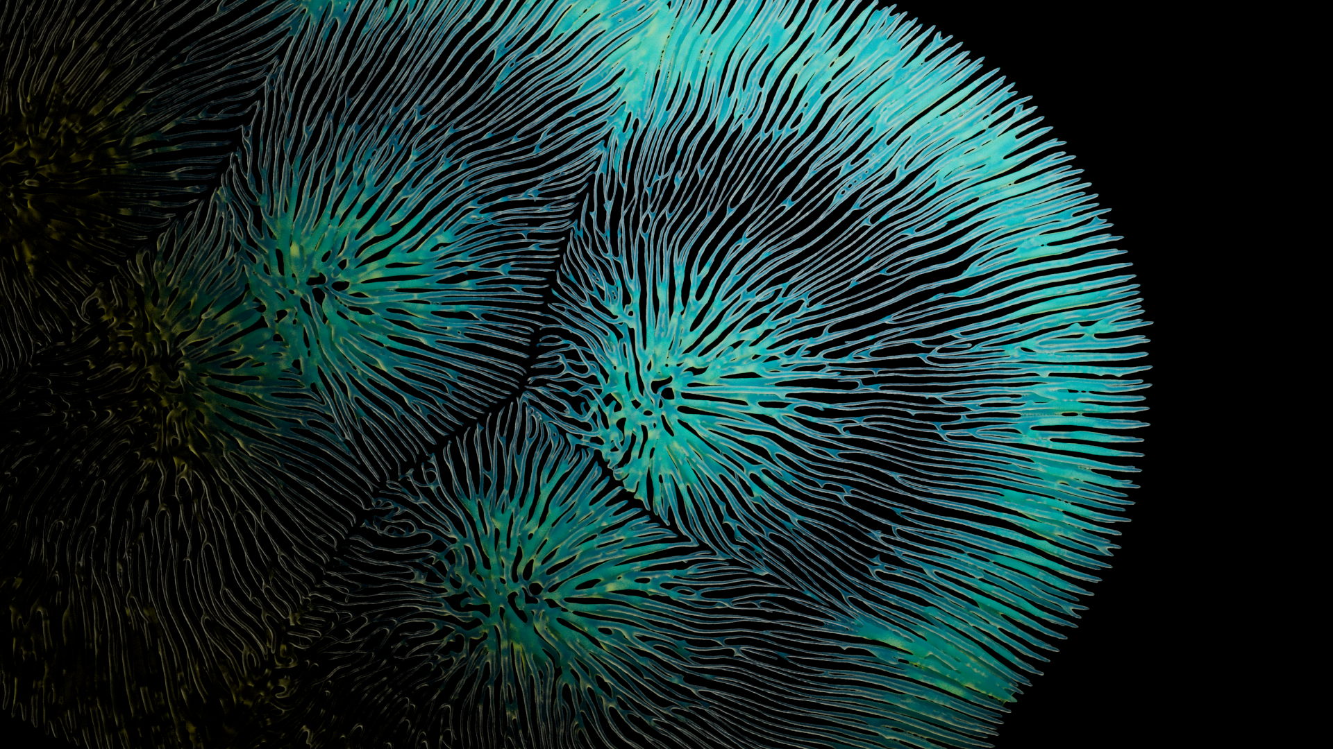 Proxima Kosmos